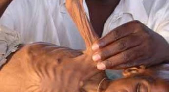 Os motivos da fome na África – Por que a comida não chega e para onde vai?