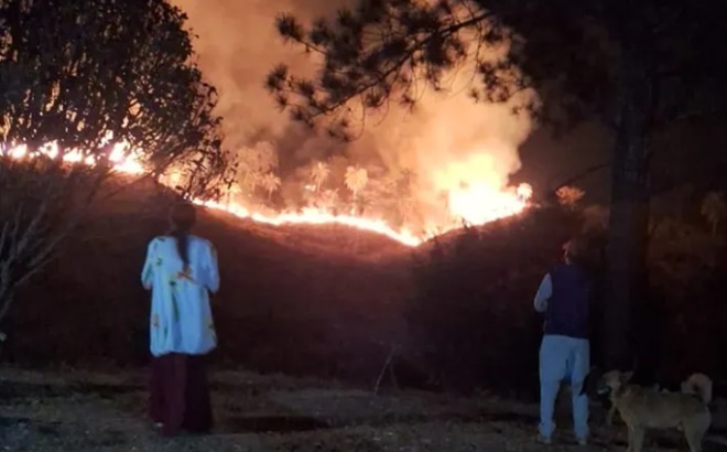 Incêndio criminoso aldeia indígena destrói três mil mudas reflorestamento