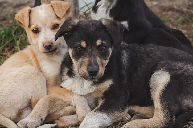 menino queima animais