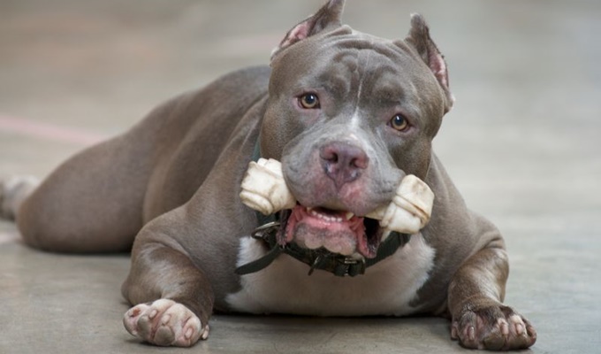 Armas pitbulls tênis plataforma alta gastos